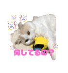 猫 だーい好き（個別スタンプ：2）