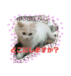 猫 だーい好き（個別スタンプ：3）
