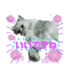 猫 だーい好き（個別スタンプ：4）