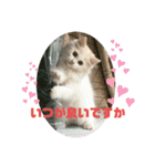 猫 だーい好き（個別スタンプ：5）