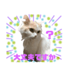 猫 だーい好き（個別スタンプ：6）