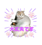 猫 だーい好き（個別スタンプ：7）