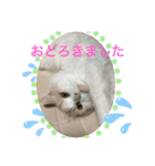 猫 だーい好き（個別スタンプ：8）
