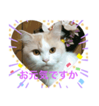 猫 だーい好き（個別スタンプ：9）
