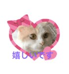 猫 だーい好き（個別スタンプ：10）