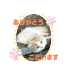 猫 だーい好き（個別スタンプ：11）
