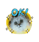 猫 だーい好き（個別スタンプ：12）