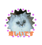猫 だーい好き（個別スタンプ：13）