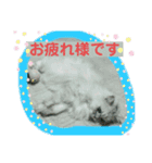 猫 だーい好き（個別スタンプ：14）