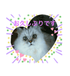 猫 だーい好き（個別スタンプ：15）