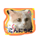 猫 だーい好き（個別スタンプ：16）