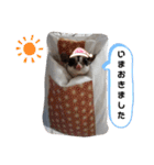 フクロモモンガほっぺちゃん2（個別スタンプ：1）