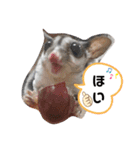 フクロモモンガほっぺちゃん2（個別スタンプ：4）