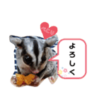 フクロモモンガほっぺちゃん2（個別スタンプ：5）