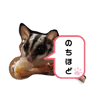 フクロモモンガほっぺちゃん2（個別スタンプ：10）