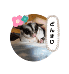 フクロモモンガほっぺちゃん2（個別スタンプ：11）