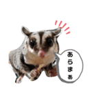 フクロモモンガほっぺちゃん2（個別スタンプ：15）