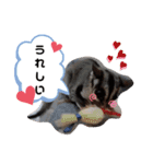 フクロモモンガほっぺちゃん2（個別スタンプ：16）