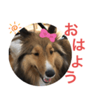 シェリぽんと愉快な仲間たち4(シェリー編)（個別スタンプ：1）