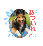 シェリぽんと愉快な仲間たち4(シェリー編)（個別スタンプ：7）