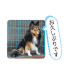 シェリぽんと愉快な仲間たち4(シェリー編)（個別スタンプ：8）
