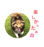 シェリぽんと愉快な仲間たち4(シェリー編)（個別スタンプ：17）