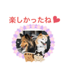 シェリぽんと愉快な仲間たち4(シェリー編)（個別スタンプ：18）