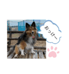 シェリぽんと愉快な仲間たち4(シェリー編)（個別スタンプ：21）