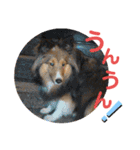 シェリぽんと愉快な仲間たち4(シェリー編)（個別スタンプ：22）
