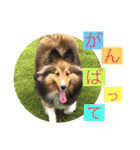 シェリぽんと愉快な仲間たち4(シェリー編)（個別スタンプ：26）