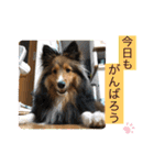 シェリぽんと愉快な仲間たち4(シェリー編)（個別スタンプ：27）