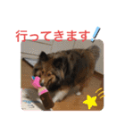 シェリぽんと愉快な仲間たち4(シェリー編)（個別スタンプ：31）