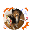 シェリぽんと愉快な仲間たち4(シェリー編)（個別スタンプ：35）