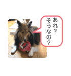 シェリぽんと愉快な仲間たち4(シェリー編)（個別スタンプ：37）