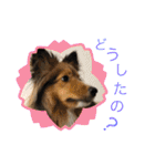 シェリぽんと愉快な仲間たち4(シェリー編)（個別スタンプ：38）