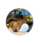 シェリぽんと愉快な仲間たち4(シェリー編)（個別スタンプ：40）