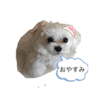 可愛い❤️ワンちゃん21（個別スタンプ：4）