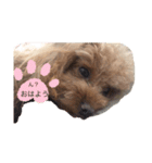 可愛い❤️ワンちゃん21（個別スタンプ：7）