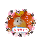 イエローラインジャンガリアン メル（個別スタンプ：1）
