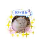 イエローラインジャンガリアン メル（個別スタンプ：4）