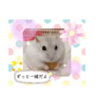 イエローラインジャンガリアン メル（個別スタンプ：5）