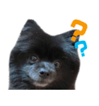 愛犬ももの日常2（個別スタンプ：1）