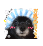 愛犬ももの日常2（個別スタンプ：4）