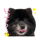 愛犬ももの日常2（個別スタンプ：6）