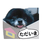 愛犬ももの日常2（個別スタンプ：7）