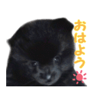 愛犬ももの日常2（個別スタンプ：8）
