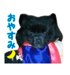 愛犬ももの日常2（個別スタンプ：9）