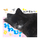 愛犬ももの日常2（個別スタンプ：11）