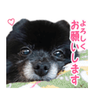 愛犬ももの日常2（個別スタンプ：12）