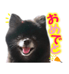 愛犬ももの日常2（個別スタンプ：13）